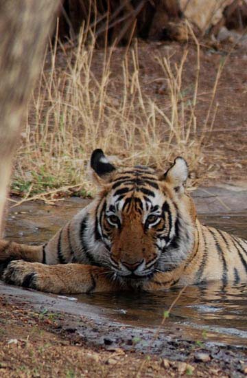 wildlife tour packages of Uttar-pradesh