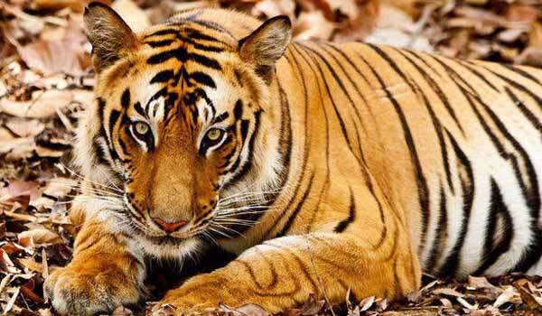 Wildlife Tour Packages